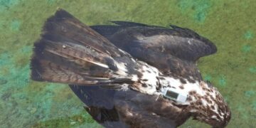 Águila perdicera ahogada en noviembre de 2020 en Estivella