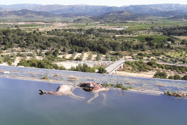 Corzos ahogados en el canal del Turia