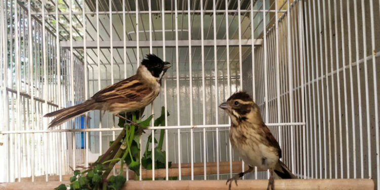 Parella de repicatalons iberoriental (Emberiza schoeniclus witherbyi) a les instal·lacions de cria. Foto: Iván Alambiaga Arévalo.
