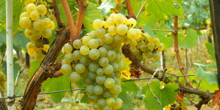 LA UNIÓ denuncia que los primeros precios que se ofertan ya para la uva de cava son ruinosos para los productores. En la foto, racimo de uva Chardonnay.