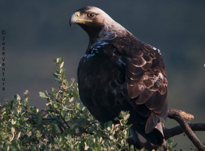 Águila imperial, especie En peligro de extinción presente en la zona que podría ser muy afectada por electrocución o colisión en los tendidos eléctricos y vallados asociados a las macroplantas fotovoltaicas (foto S.V.O.) Águila imperial, especie En peligro de extinción presente en la zona que podría ser muy afectada por electrocución o colisión en los tendidos eléctricos y vallados asociados a las macroplantas fotovoltaicas (foto S.V.O.)