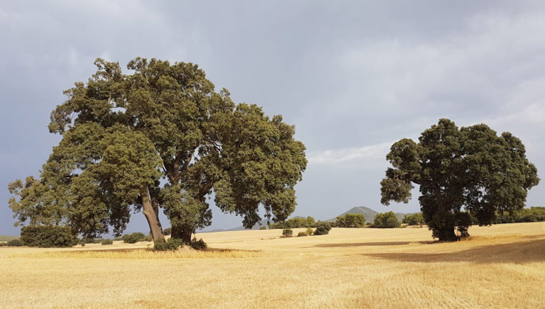 Carrascal adehesado con carrasca monumental (Quercus rotundifolia) en la Cañada de Jarafuel que se vería afectado por la instalación de plantas fotovoltaicas (foto S.V.O). Carrascal adehesado con carrasca monumental (Quercus rotundifolia) en la Cañada de Jarafuel que se vería afectado por la instalación de plantas fotovoltaicas (foto S.V.O).