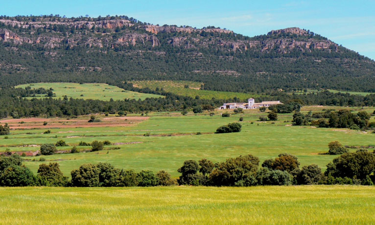 Foto 1. Imagen de un bello sector de la Cañada de Jarafuel que se encuentra amenazado por la instalación de macroplantas fotovoltaicas y donde se aprecian el paisaje tradicional actual de campos de cereal y encinares adehesados a los pies de la Sierra del Boquerón (foto A.N.A.V.)