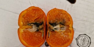 Mandarina afectada por Thaumatotibia leucotreta, plaga por la que Intercitrus y el Gobierno español exigen a Bruselas la imposición de un cold treatment en tránsito