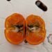 Mandarina afectada por Thaumatotibia leucotreta, plaga por la que Intercitrus y el Gobierno español exigen a Bruselas la imposición de un cold treatment en tránsito