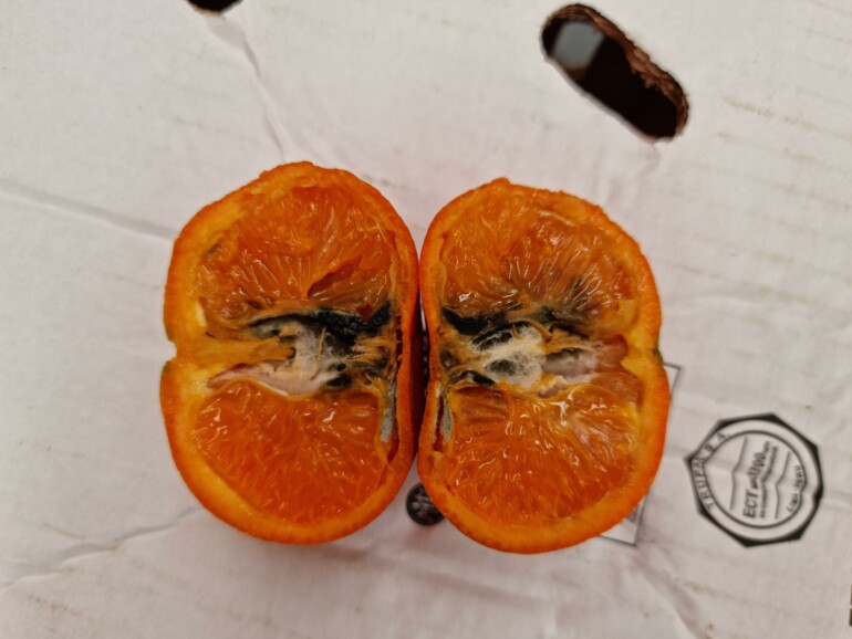 Mandarina afectada por Thaumatotibia leucotreta, plaga por la que Intercitrus y el Gobierno español exigen a Bruselas la imposición de un cold treatment en tránsito