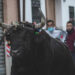 torico cuerda Chiva
