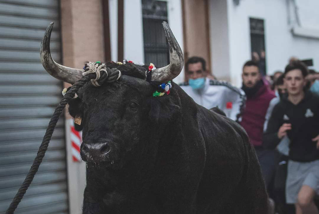 torico cuerda Chiva