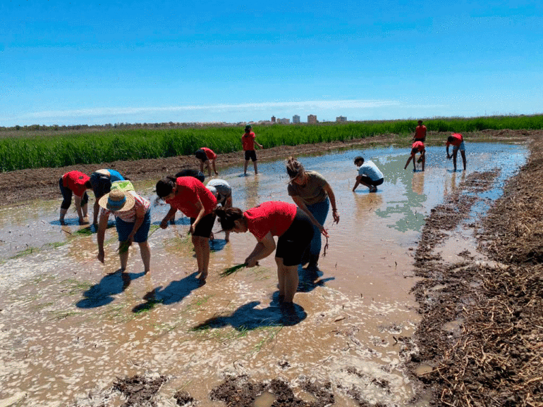 El Consell Valencià de Cultura insta a permitir el uso excepcional de fungicidas para salvar el cultivo del arroz frente al hongo 'piricularia'