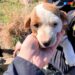 Cachorro atrapado en Castelló