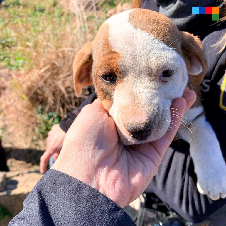Cachorro atrapado en Castelló