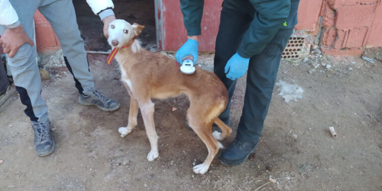 Detenido un hombre por el hurto dos perros de caza en Anna