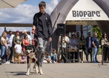 Desfile de perros AUPA-Bioparc