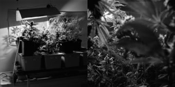 Pieza de Paula Rubio Infante