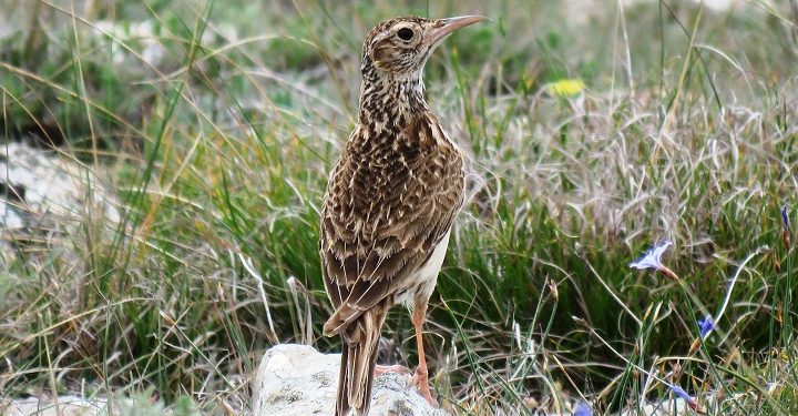 Ejemplar de alondra ricotí (Chersophilus duponti). Foto: Cristian Pérez-Granados (UA)