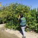 Estafa en la compraventade 59.000 limones en Alicante y Orihuela