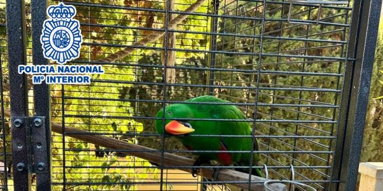 El loro recuperado en Benidorm