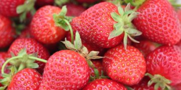 Fresas