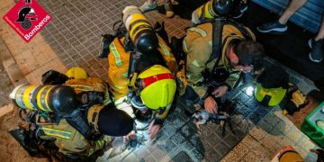 Dando asistencia sanitaria a los animales intoxicados por el humo