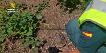 Ejemplar de tortuga Mora, especie protegida