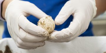 Huevos de tortuga recuperados del nido de Dénia