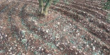 Daño del pedrisco en olivos