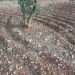 Daño del pedrisco en olivos