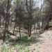 trabajos forestales en las zonas de Bonilles y Romeu