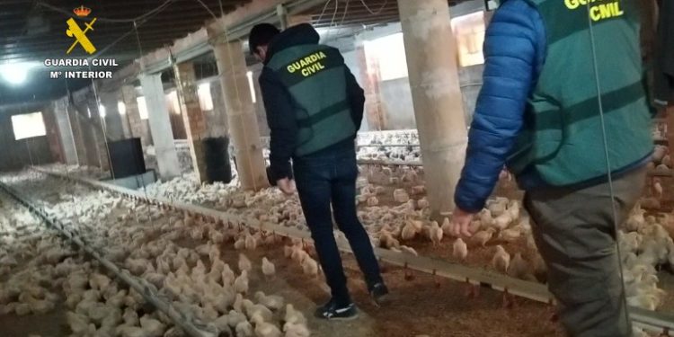 Dos agentes inspeccionan una granja avícola