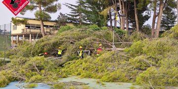 Caída de árboles por reventón térmico en Villena