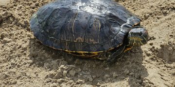 Tortuga de especie invasora en la playa de la Malvarrosa