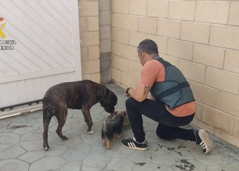 Perros robados