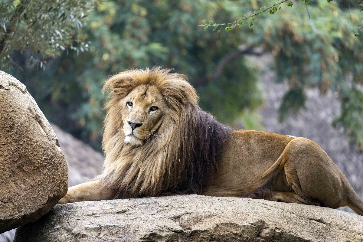 El macho de león Lubango en la sabana africana de Bioparc Valencia