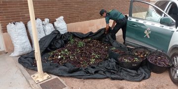 Algarrobas intervenidas a los sospechosos