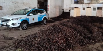 Algarrobas intervenidas por la Policía de la Generalitat