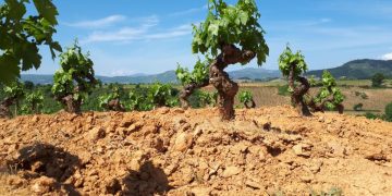Viñas en la Comunitat Valenciana