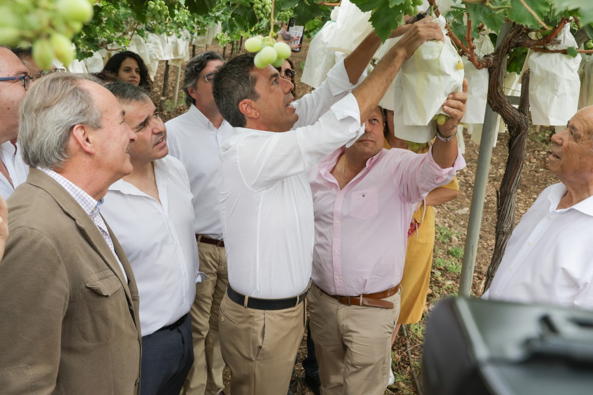 Carlos Mazón probando la uva del Vinalopó en Aspe