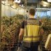 Plantación de marihuana en una vivienda de Sueca