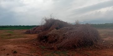 Restos de una quema agrícola