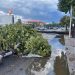 lluvias Burriana arbol caído