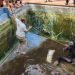 Rescate de un caballo en una piscina de Bétera