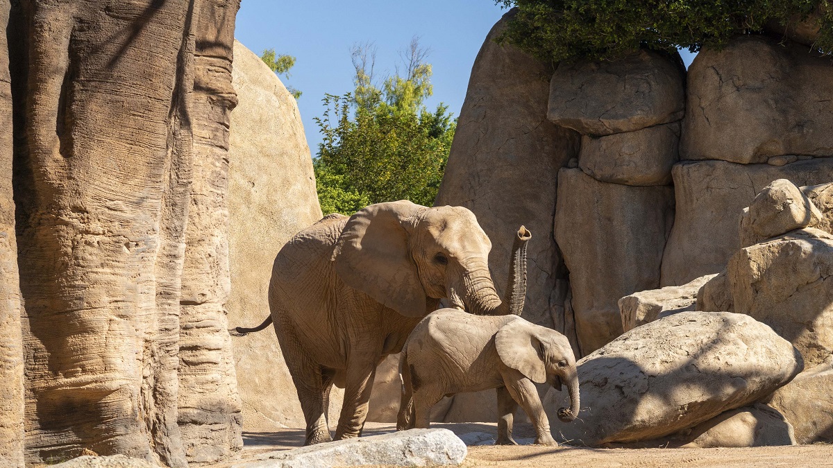 Makena, la primera cría de elefante africano nacida en Bioparc Valencia, en la sabana del parque junto a su madre