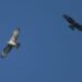 Seguimiento de rapaces desde el cerro Carpio de Sinarcas en 2023