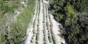 Plantación de marihuana entre masas forestales