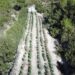 Plantación de marihuana entre masas forestales