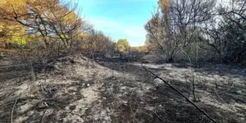 Estado de la zona de El Saler afectada por el incendio