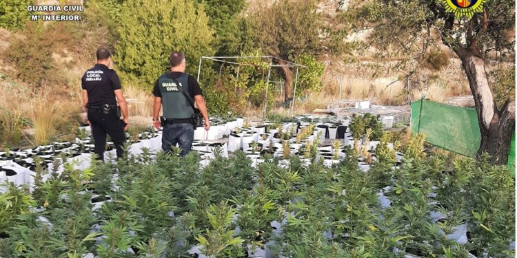 Plantación de marihuana en una partida rural de Relleu