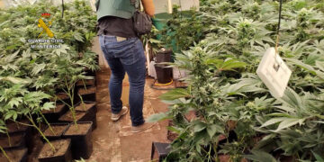 Plantación de marihuana
