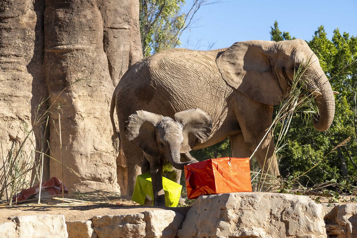 Primer cumpleaños de la elefanta Makena