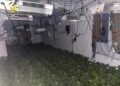 Plantación de marihuana en Aspe